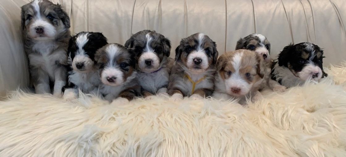 Litter of Aussiedoodle puppies with white muzzles.