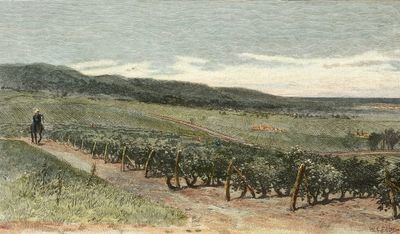 Man on a horse riding through the Auld family vineyard in 1842