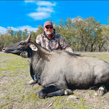 nilgai bull, mullins Texas, hunting, hunter