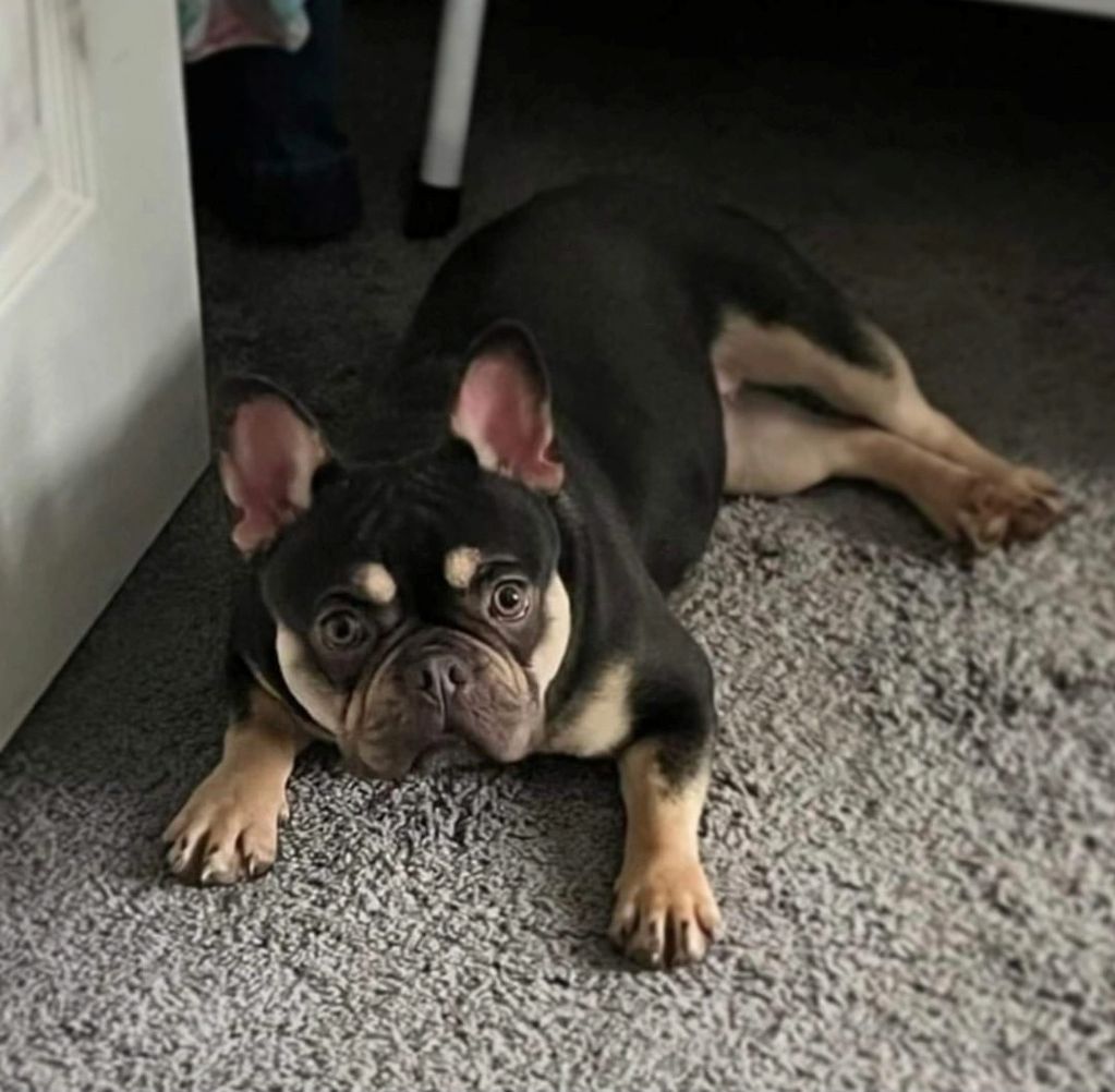 French Bulldog lying on a carpet looking up.