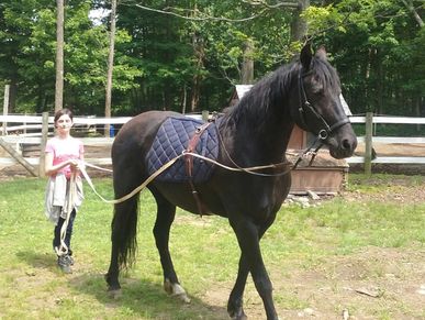 Long Lining with Athea, a 16 hh Fresian mix