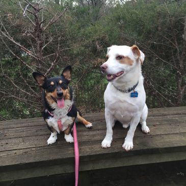 happy dogs