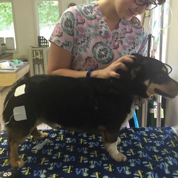 canine physical therapy/ dog rehab