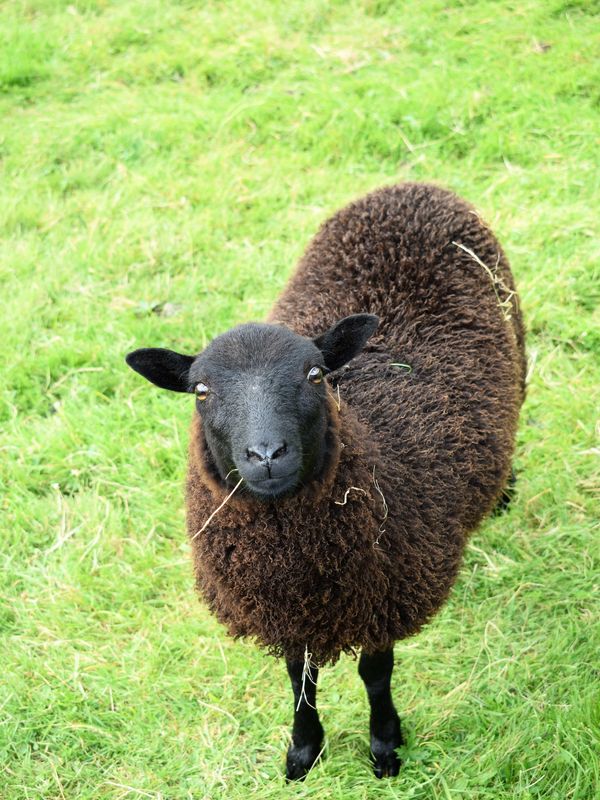 Black lamb