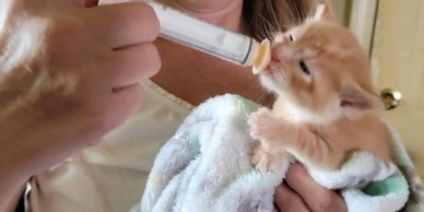 Person feeding an orange kitten with a syringe.