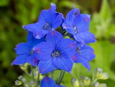 Echium Red Feathers, Sun and Partial Sun Perennials: Roots & Rhizomes