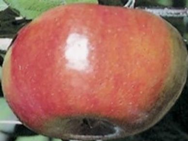 Apple Fruits, varieties, production, seasonality