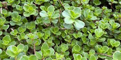Succulents