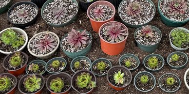 Sedum - Pavilion New York - Succulents Live plants - Nursery Greenhouse