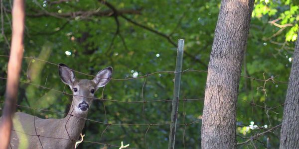 Doe at full alert