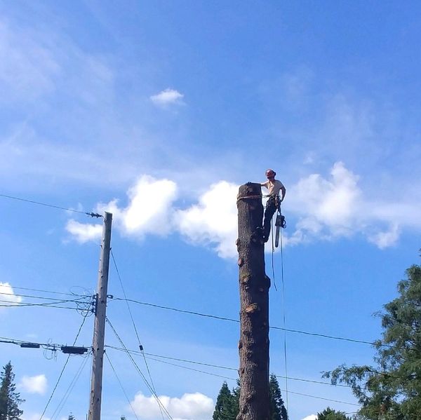 Arborist Near Me
