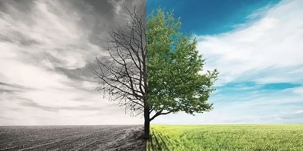 Image of a tree indicating the need for a tree risk assessment by a consulting arborist 