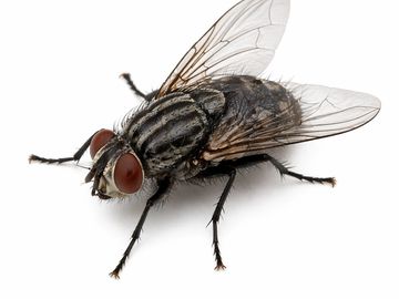 flue bekæmpelse, fjerne fluer