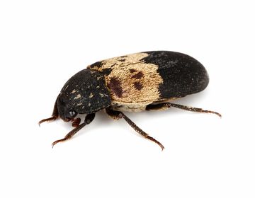 Klanner bekæmpelse, fjerne klanner
