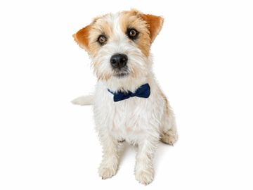 rottehund, mus og rotter