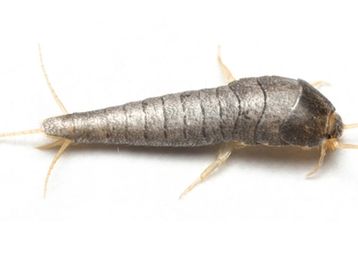 Skægkræ/sølvfisk bekæmpelse, fjerne skægkræ/sølvfisk