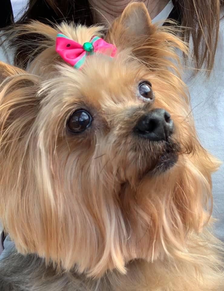 Find Your Perfect Pet Dogs for Sale at B's Nest Precious Puppies