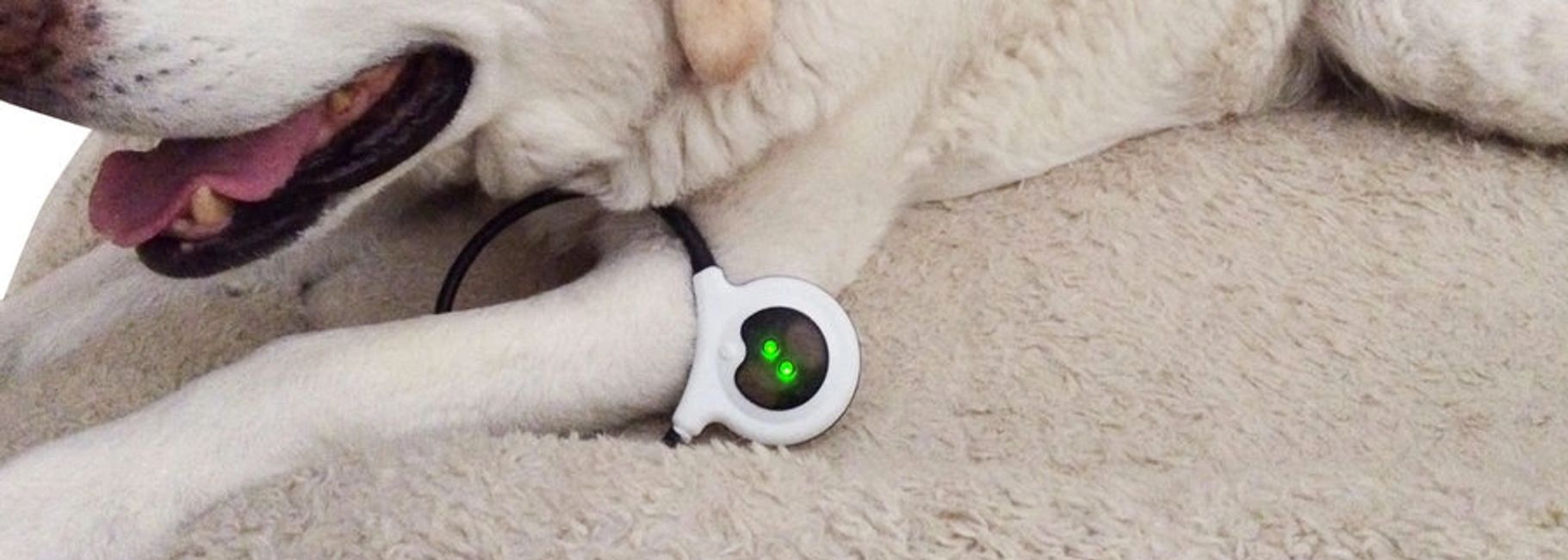 Therapy Happy At Home Mobile Vet Care