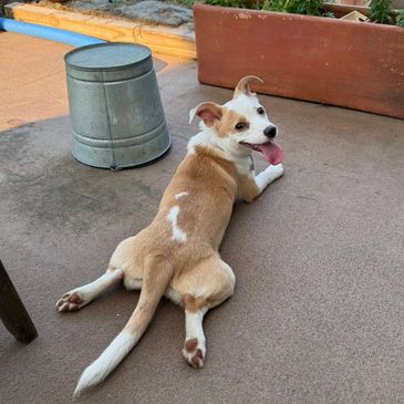 A happy tan and white dog lying on the ground with its tongue out.