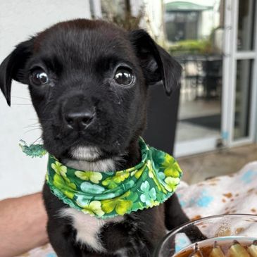 Adorable black puppy wearing a green floral bandana.