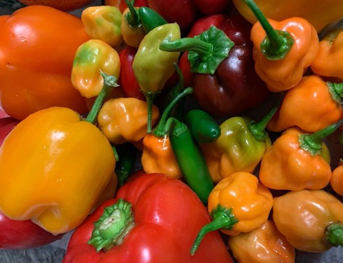 Assorted organic peppers from the Lialou garden.