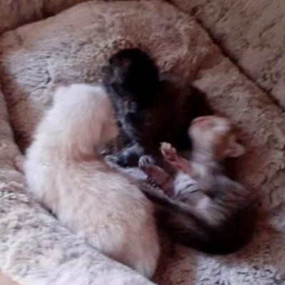 Three newborn kittens lying on a soft blanket.