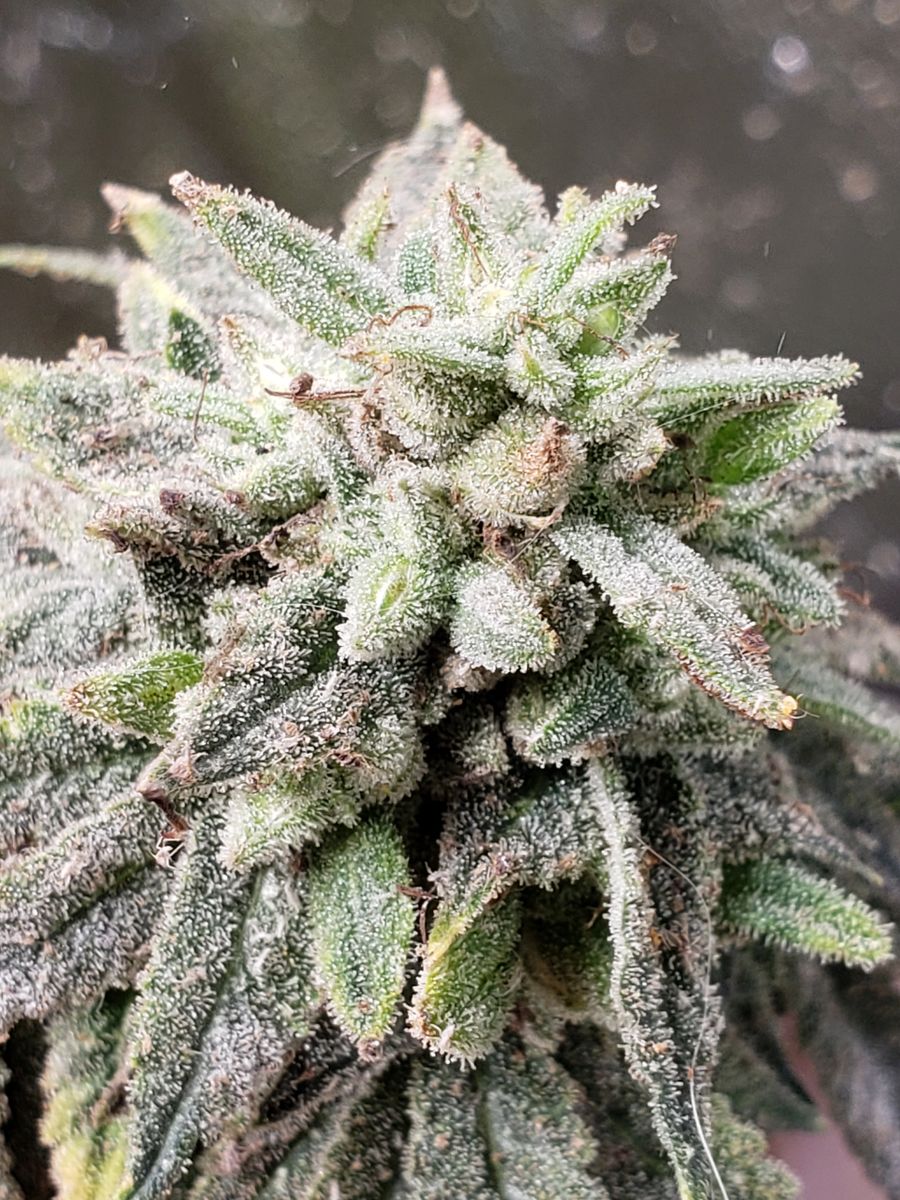 Banana MAC Capulator