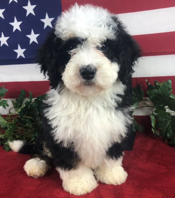 Bernedoodle Puppies in Kentucky D and D's Dandy Doodles