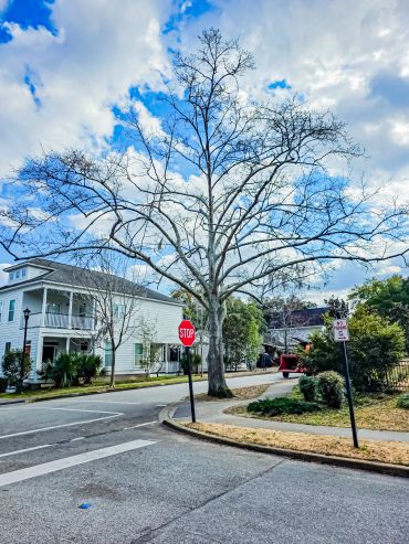 Leafless tree on a street corner with stop sign in a suburban neighborhood.