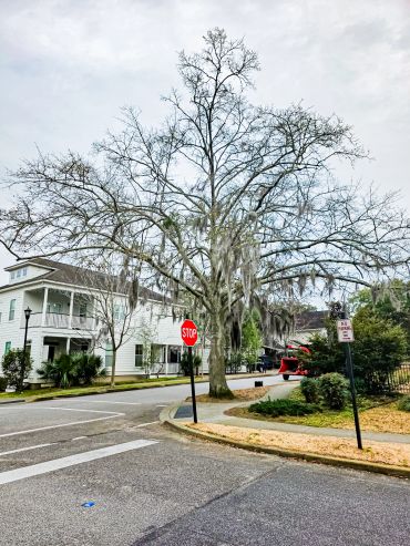 A large leafless tree with hanging moss near a stop sign at a street corner.