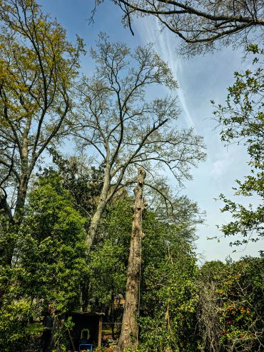 Tall tree stump surrounded by green trees under a blue sky.