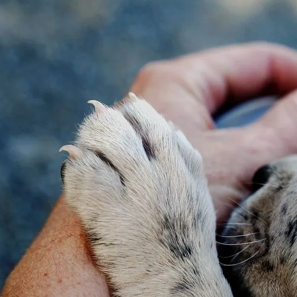 Relation animal de compagnie, maître, complicité animal et humain, patte, main, support