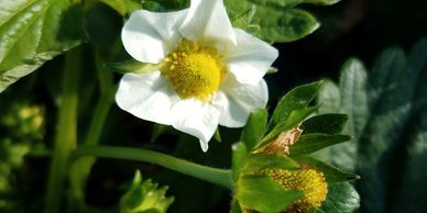 Strawberry bloom