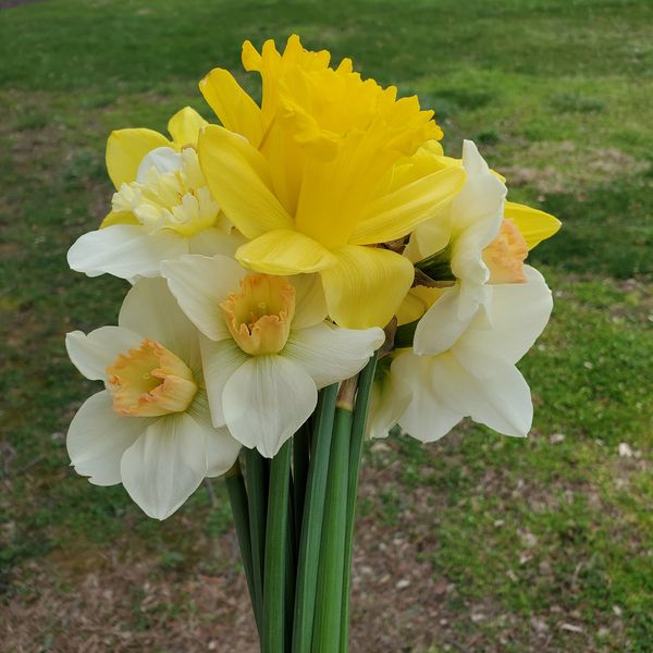 daffodil bouquet