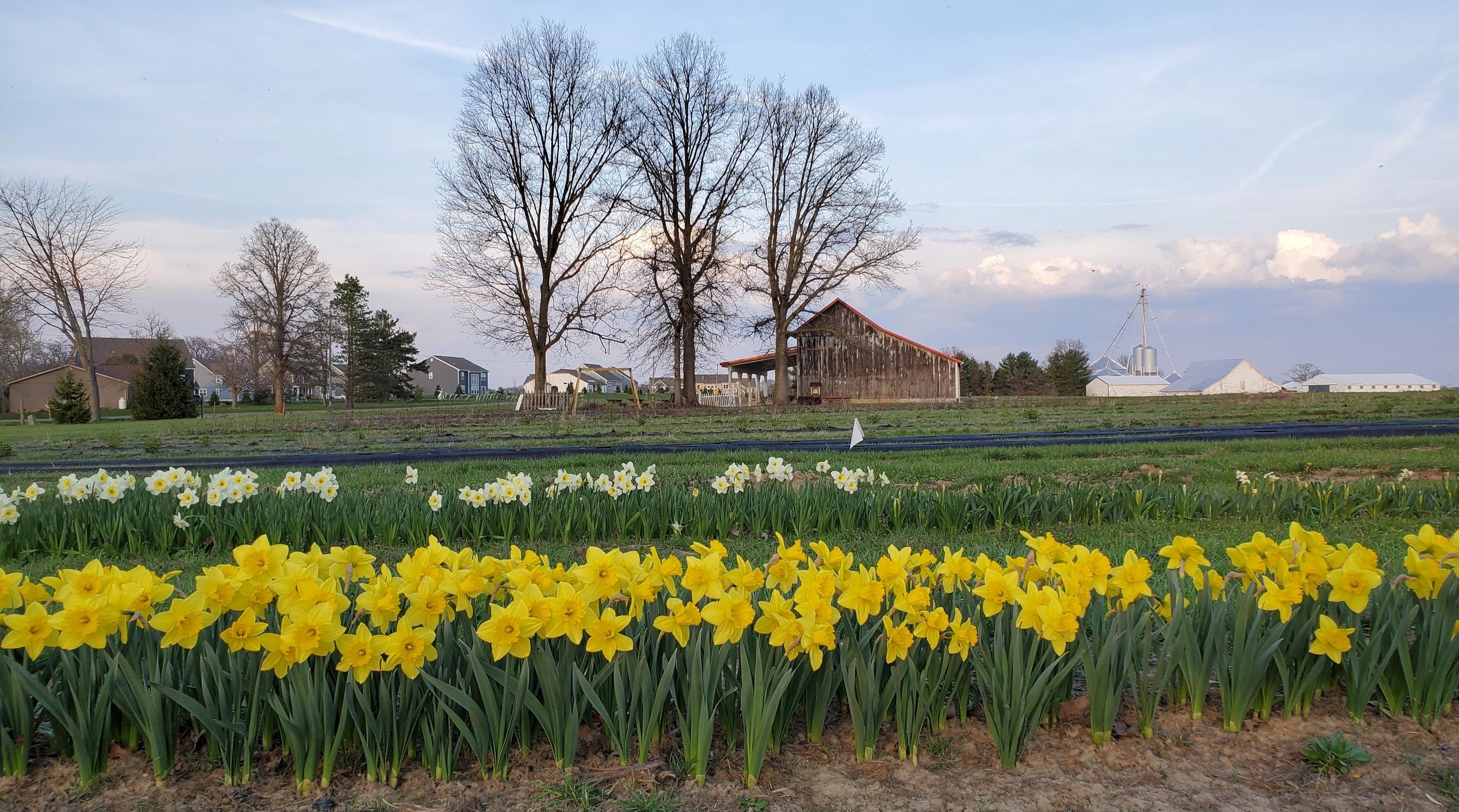 Berries, Flowers Mitchell's Berries & Blooms Plain City, Ohio