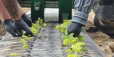 Planting strawberries