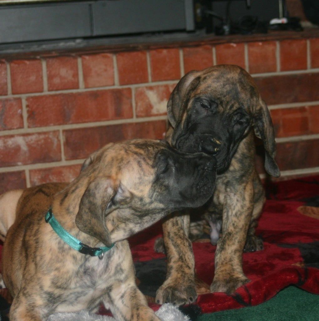 Legacy gentle on sale giants great danes