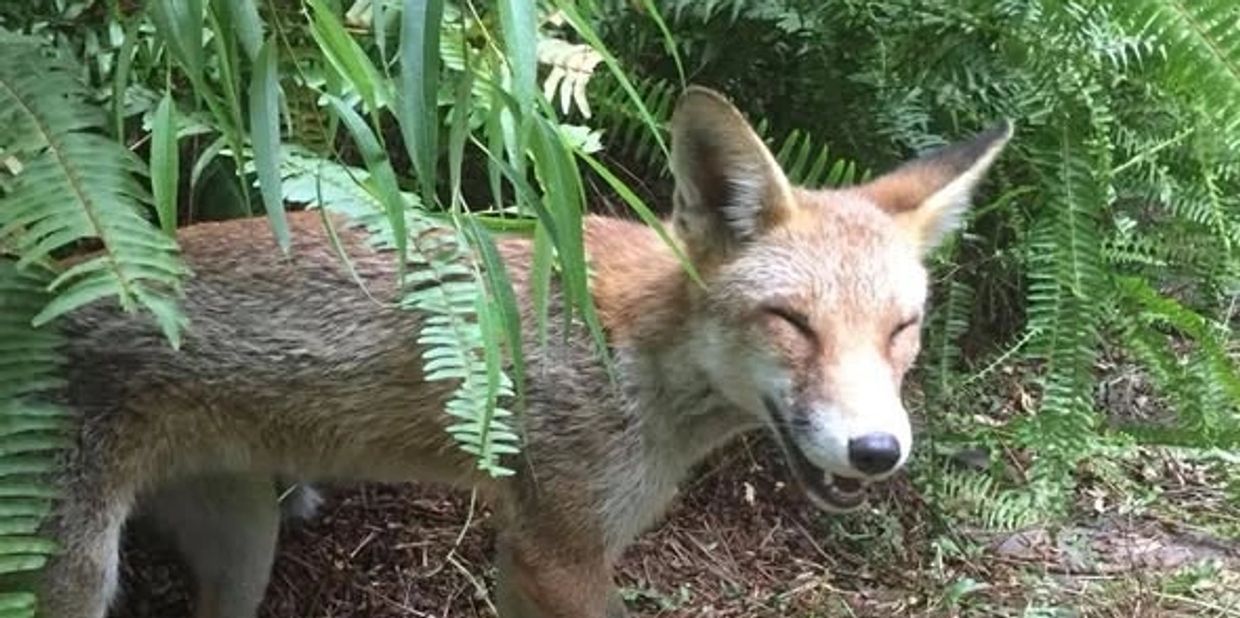 European Red Fox (Vulpes vulpes) photographed in native Victorian bushland during a professional fox