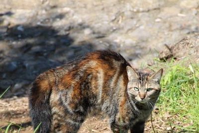 A tabby cat with a mix of brown, black, and orange fur standing outdoors.