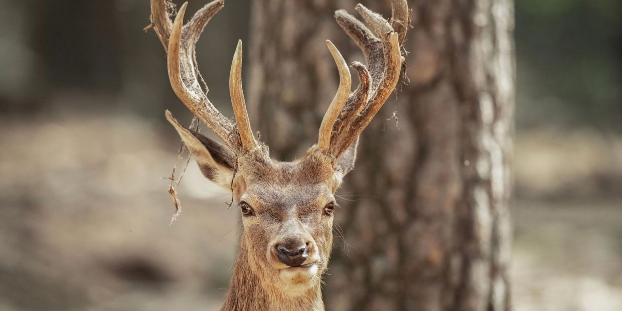 Sambar deer in Victorian bushland during a professional deer management program in Victoria.