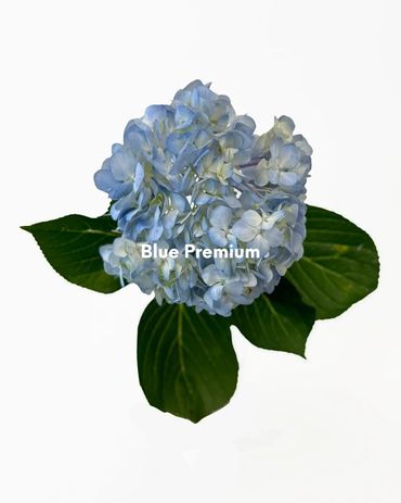 Blue Premium