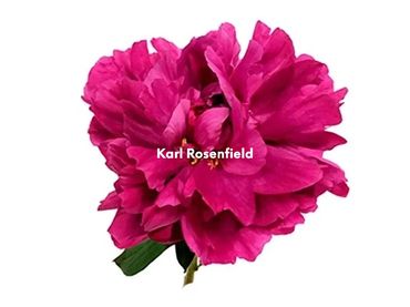Karl Rosenfield