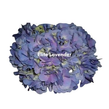 Elite Lavender