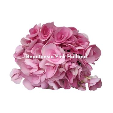 Beautensia Pink Holland
