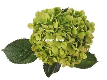Green Kiwi