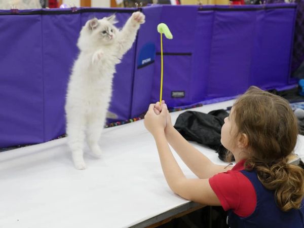 Child playing with a jumping cat toy.