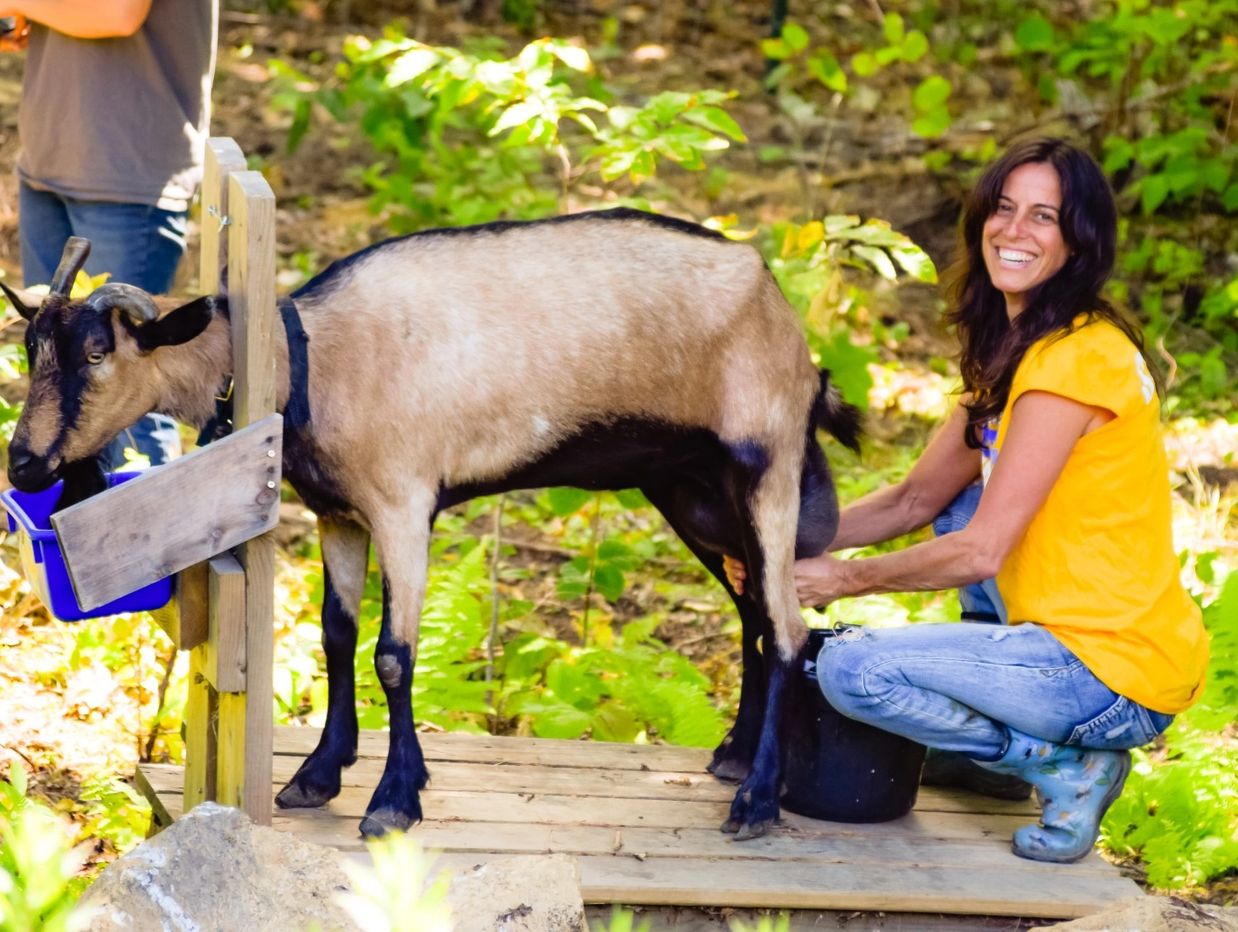 Woman milking goat 