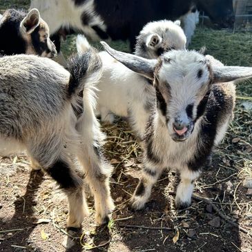 Cute baby goats 