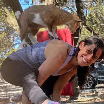 Baby goat doing goat yoga on a woman’s back