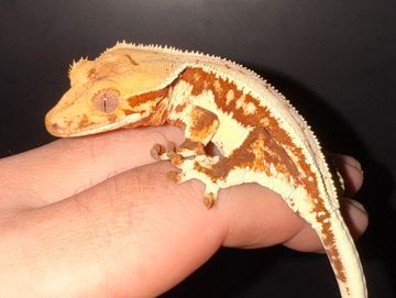 Crested gecko on a person's finger.